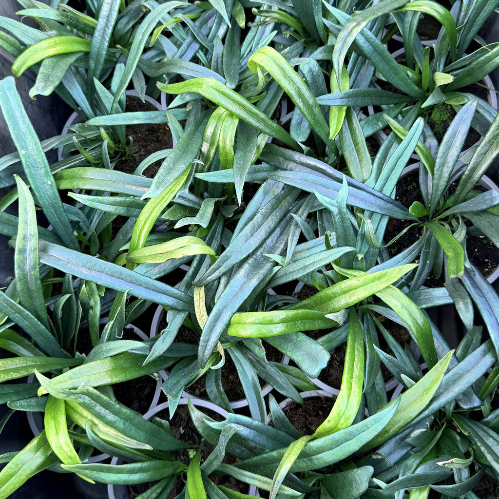 Microsorum thailandicum 'Blue Oil Fern'