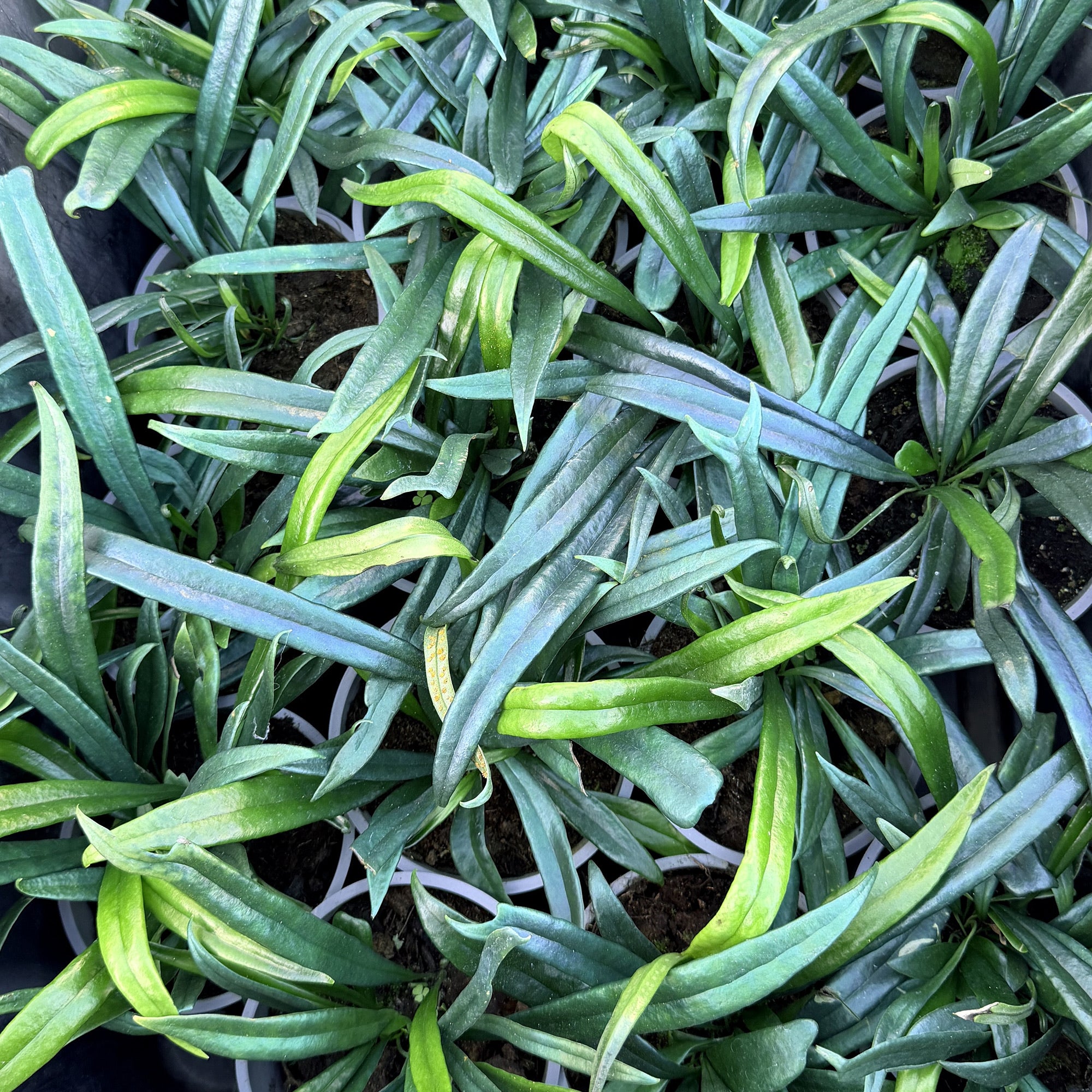 Microsorum thailandicum 'Blue Oil Fern'