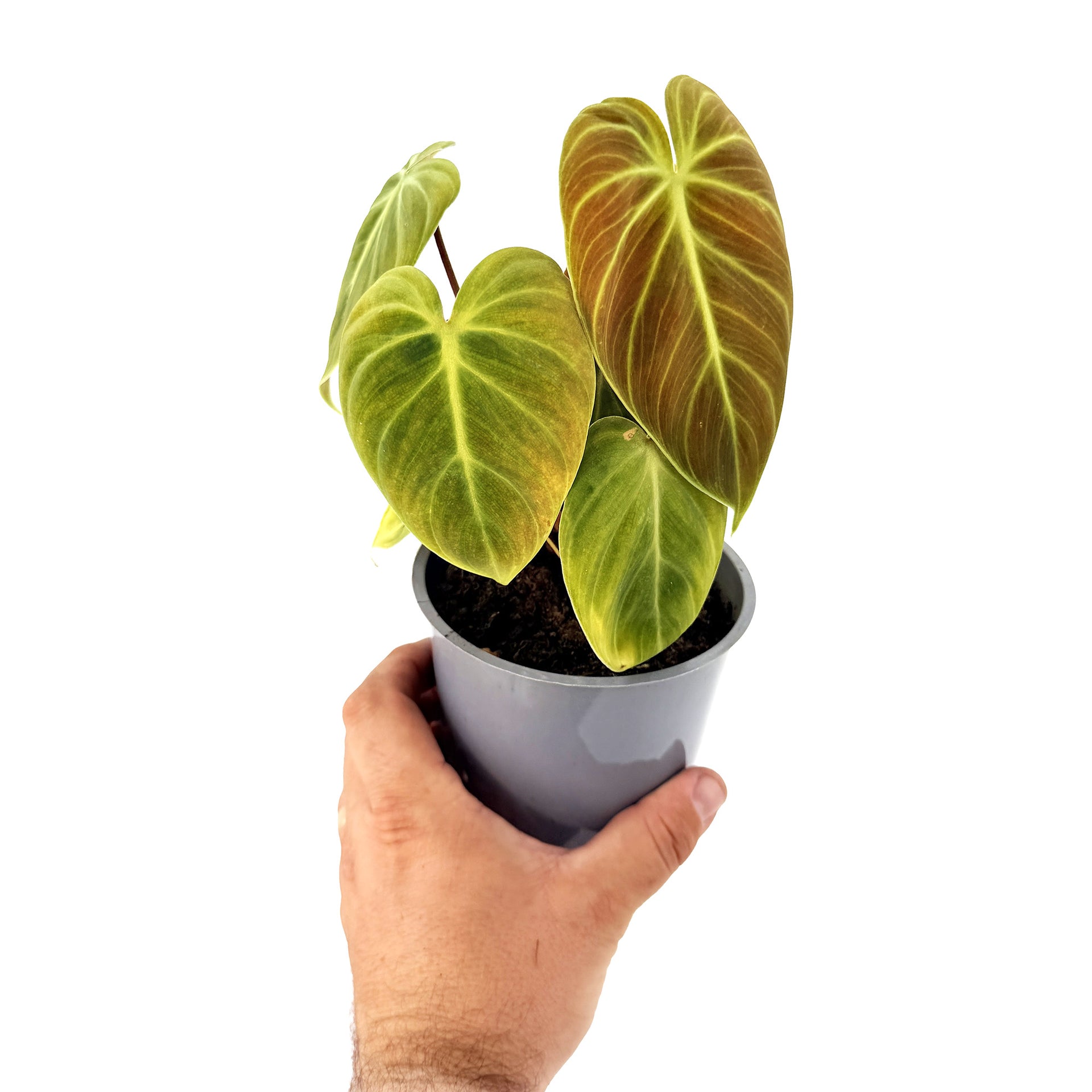philodendron el choco red Philodendron 'El Choco Red' – SarahCotta Plants