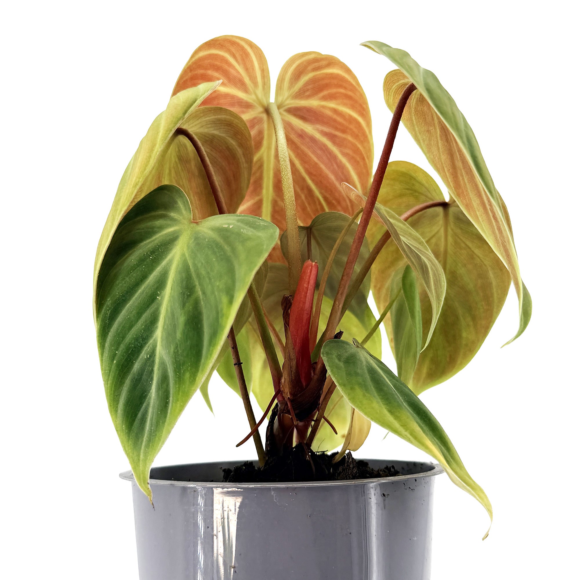Philodendron 'El Choco Red'