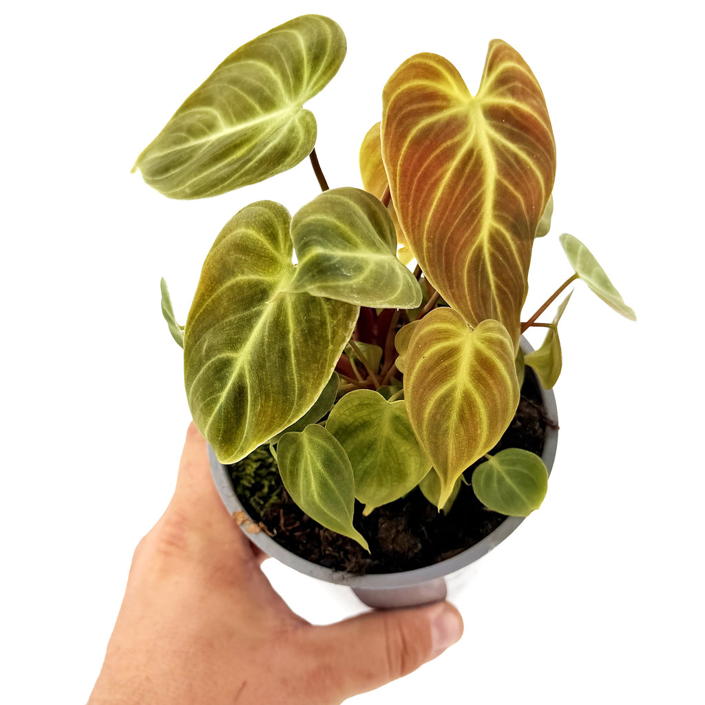 Philodendron 'El Choco Red'