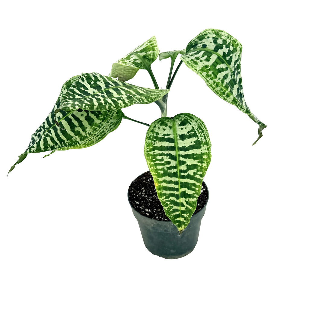Dracaena goldieana