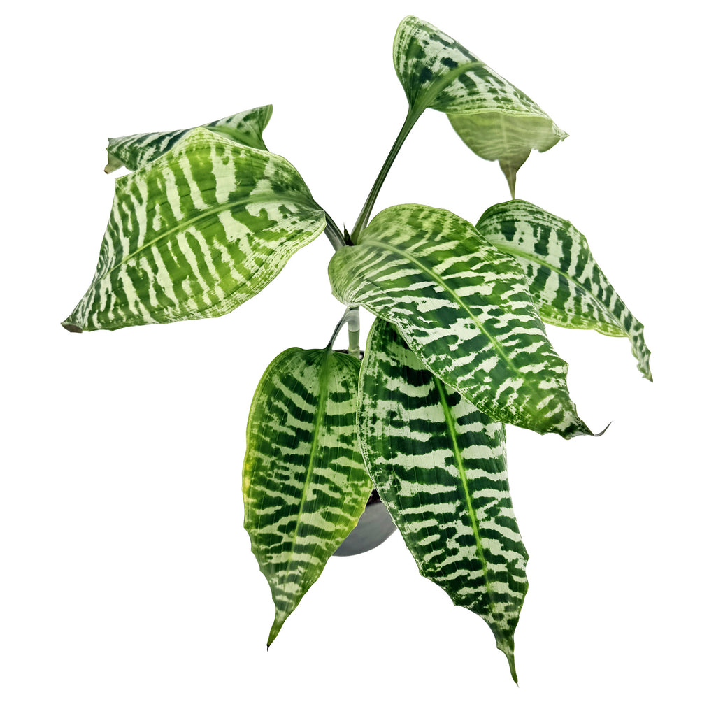 Dracaena goldieana