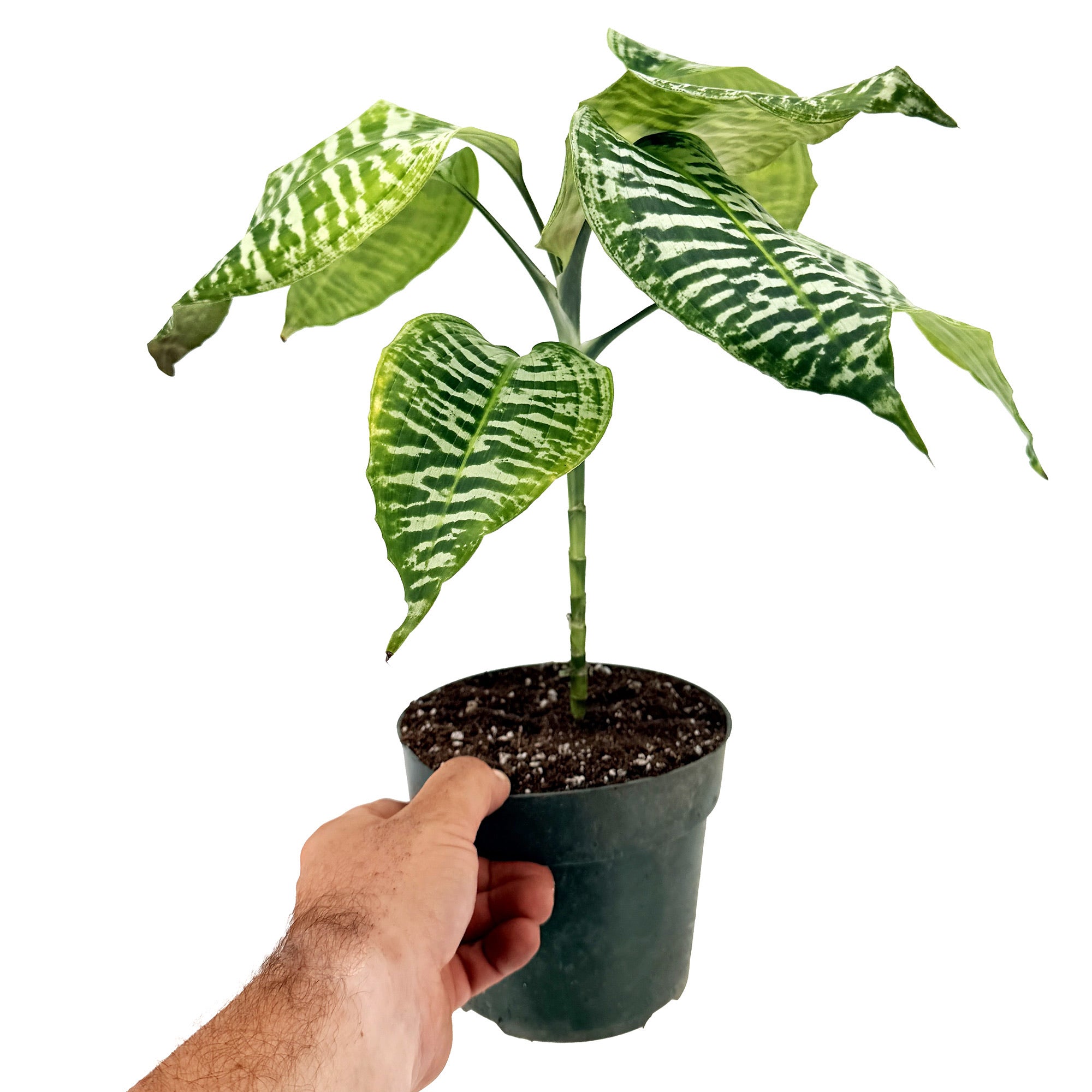 Dracaena goldieana
