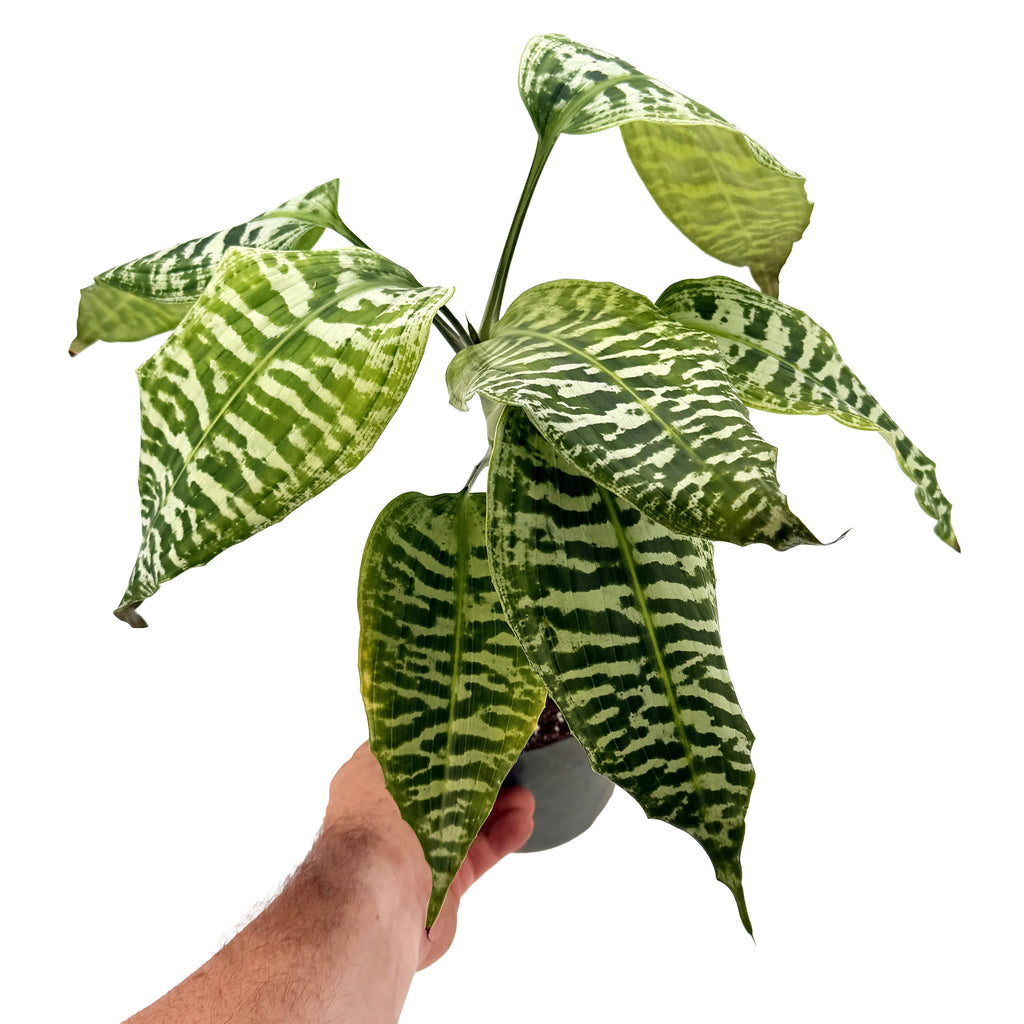 Dracaena goldieana