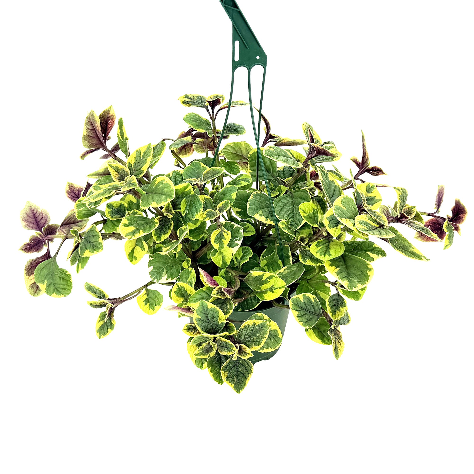 Plectranthus 'Guacamole'
