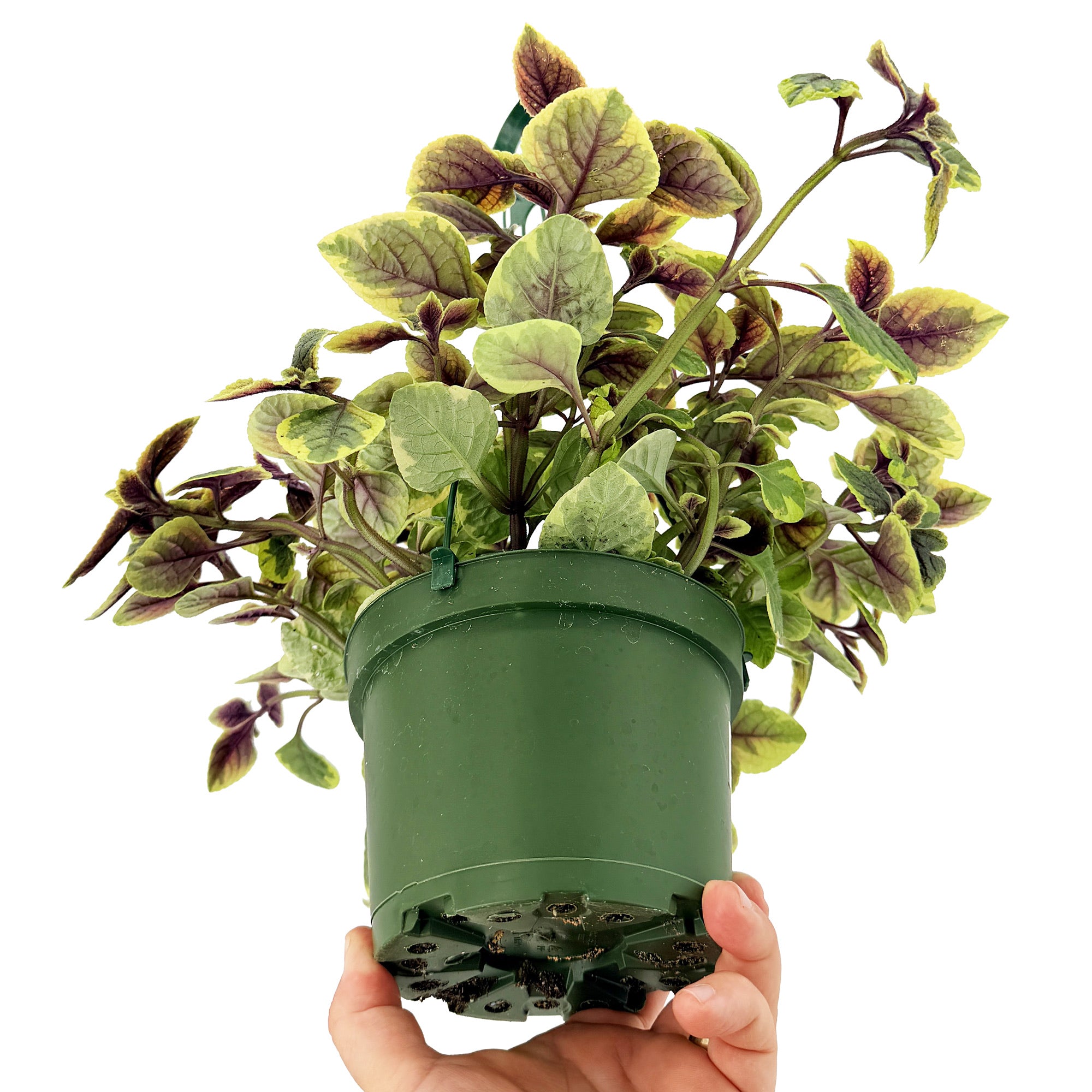 Plectranthus 'Guacamole'