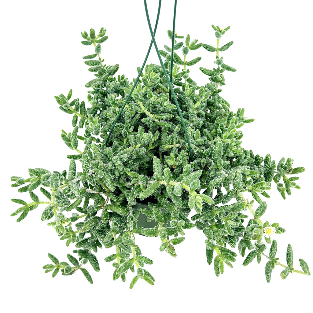 Delosperma echinatum ‘Pickle Plant’