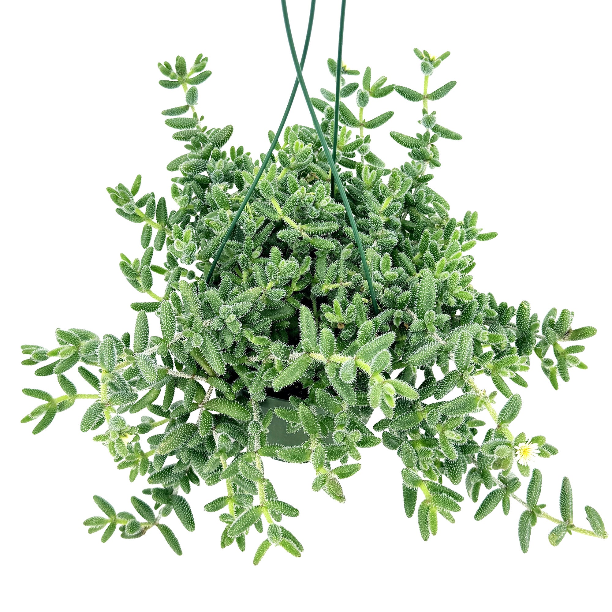 Delosperma echinatum ‘Pickle Plant’