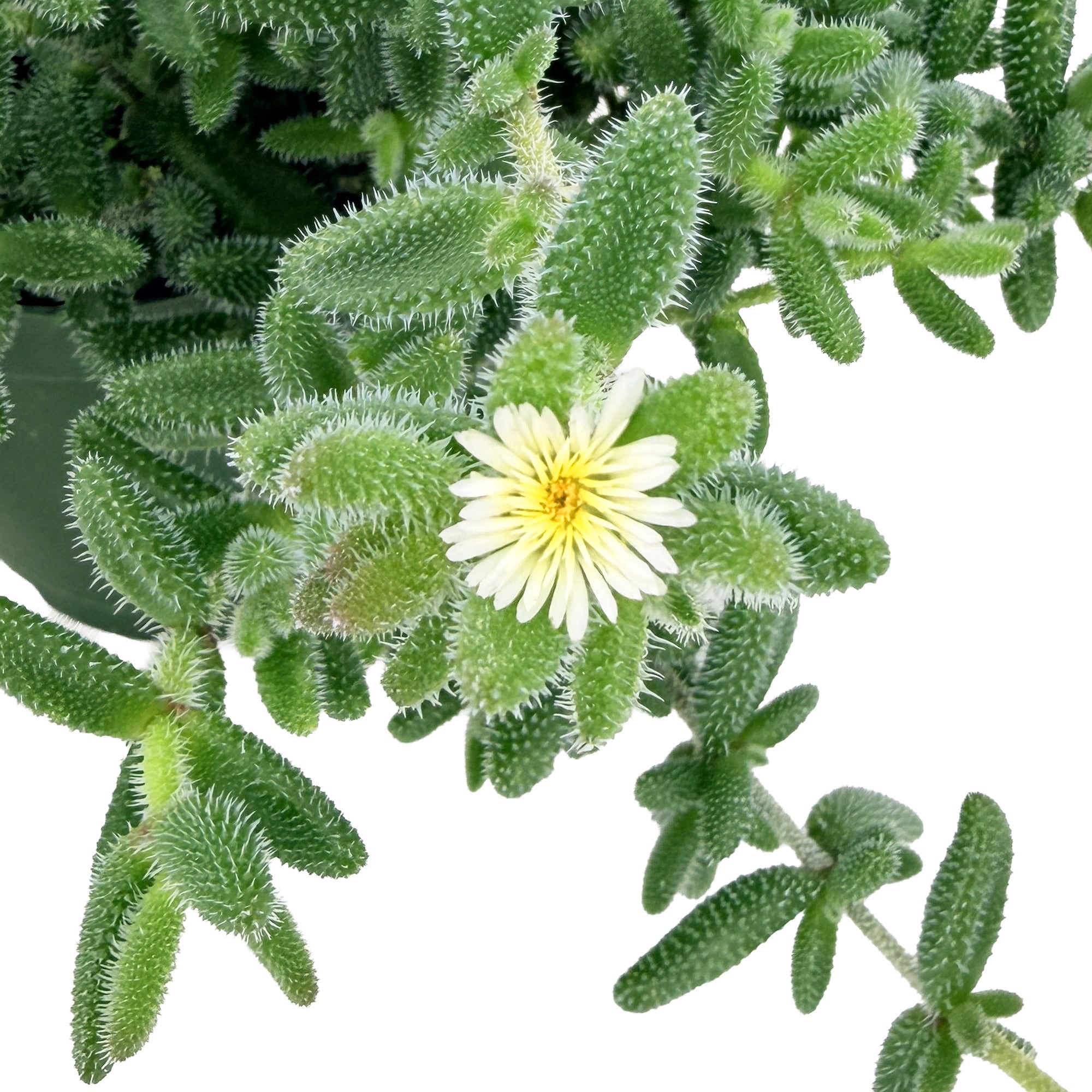 Delosperma echinatum ‘Pickle Plant’