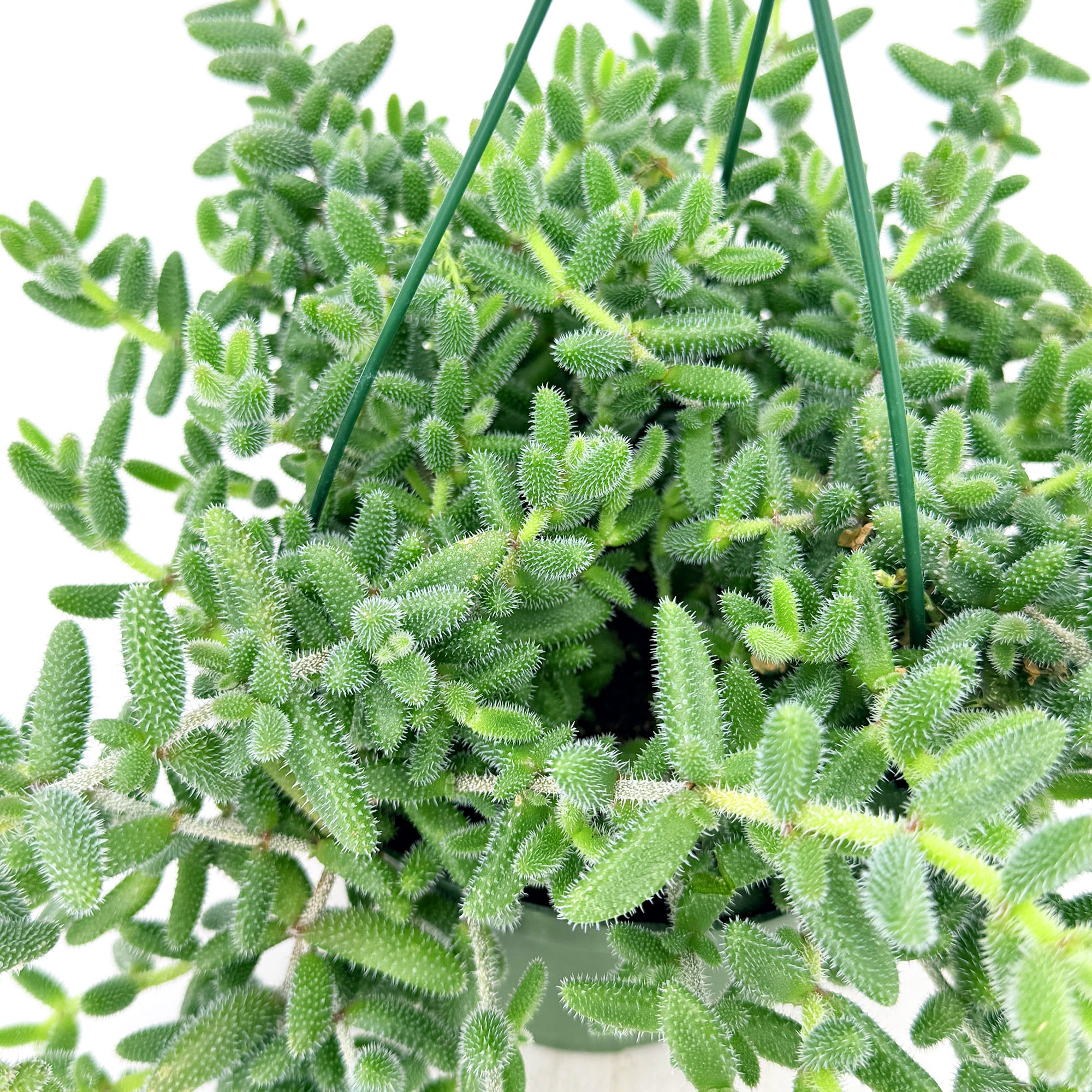 Delosperma echinatum ‘Pickle Plant’