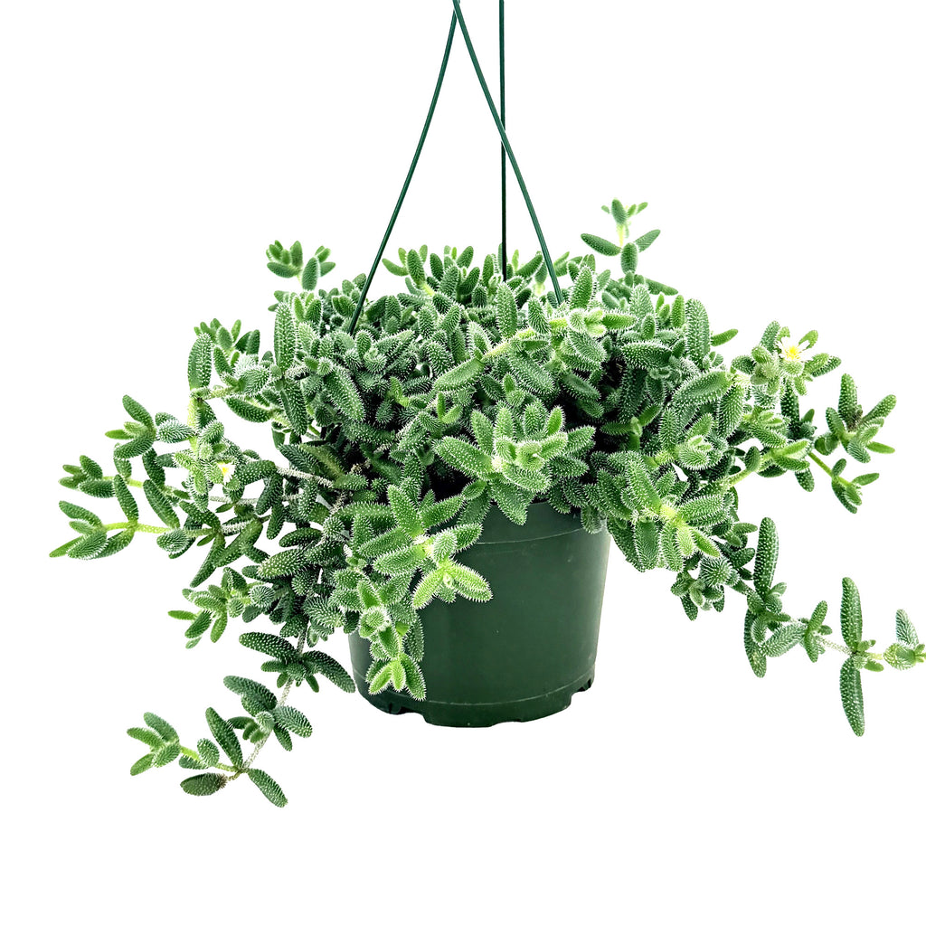 Delosperma echinatum ‘Pickle Plant’