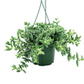 Delosperma echinatum ‘Pickle Plant’