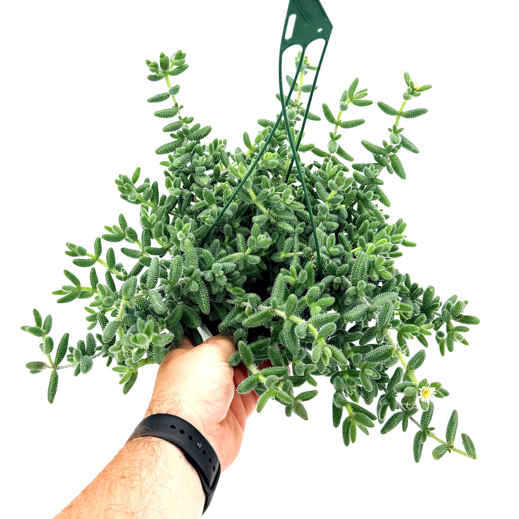 Delosperma echinatum ‘Pickle Plant’