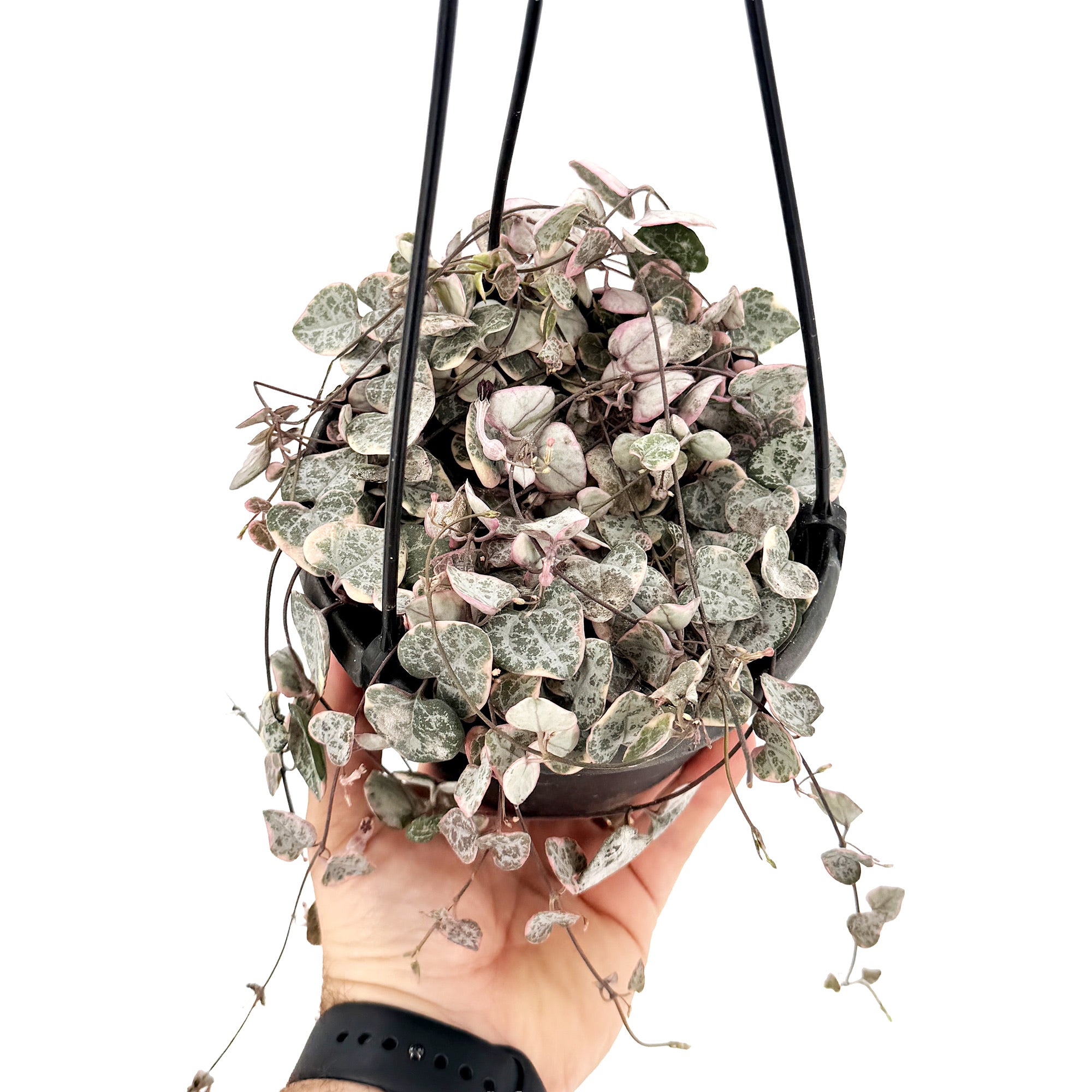 Ceropegia woodii ‘Variegata’