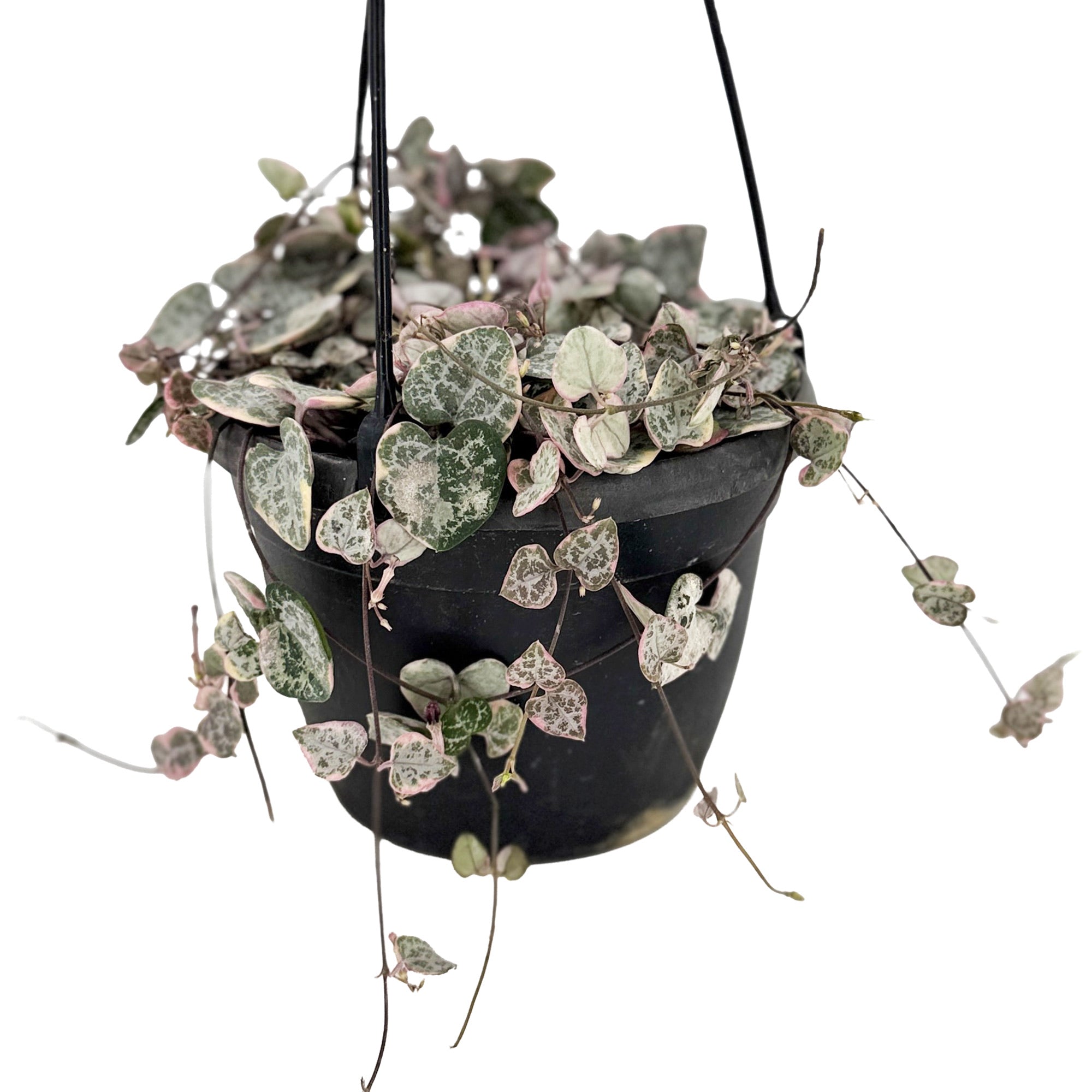 Ceropegia woodii ‘Variegata’