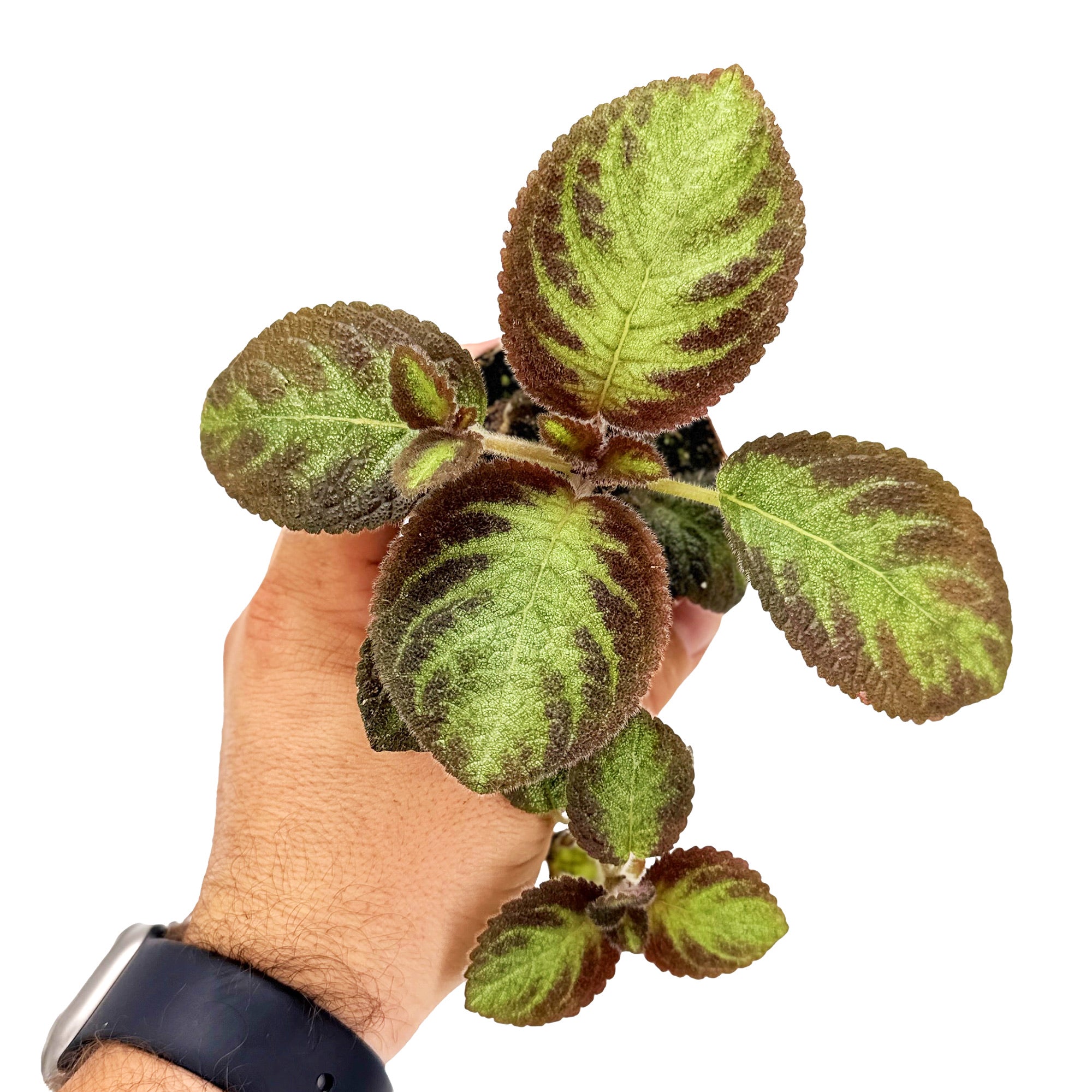 Episcia 'Pink Panther'