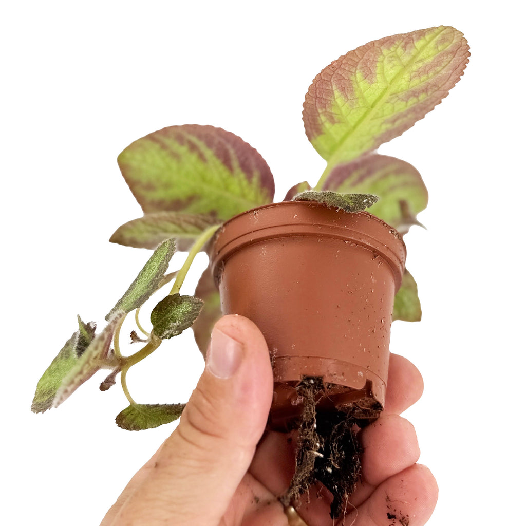 Episcia 'Pink Panther'