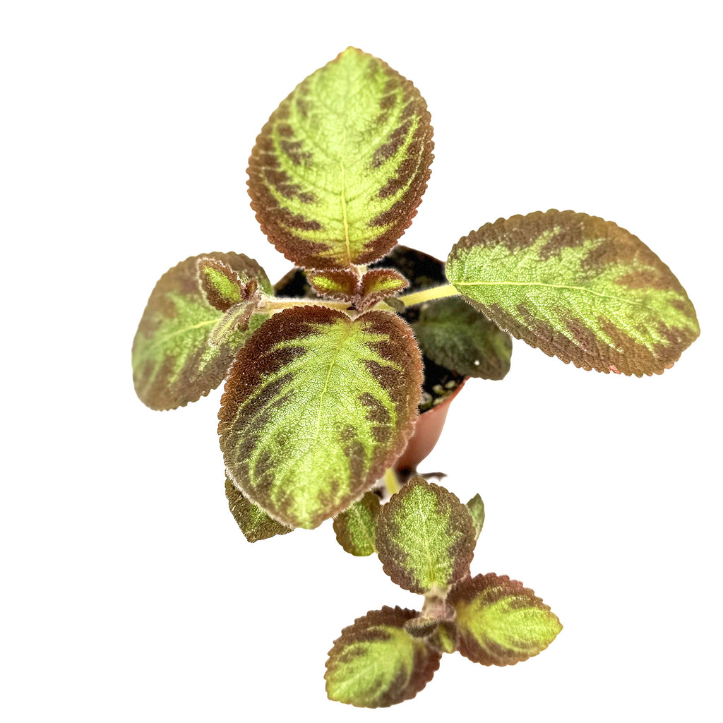 Episcia 'Pink Panther'
