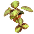 Episcia 'Pink Panther'