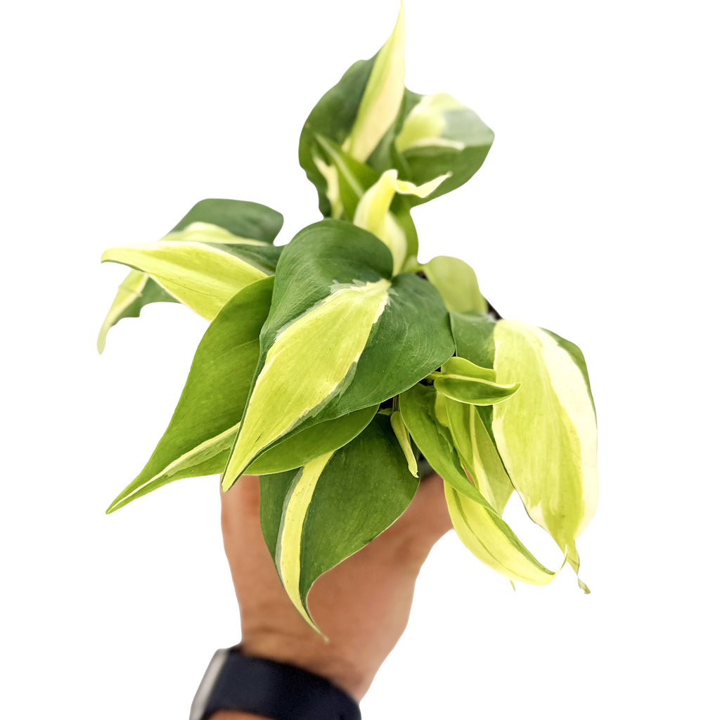 Philodendron 'Silver Stripe'