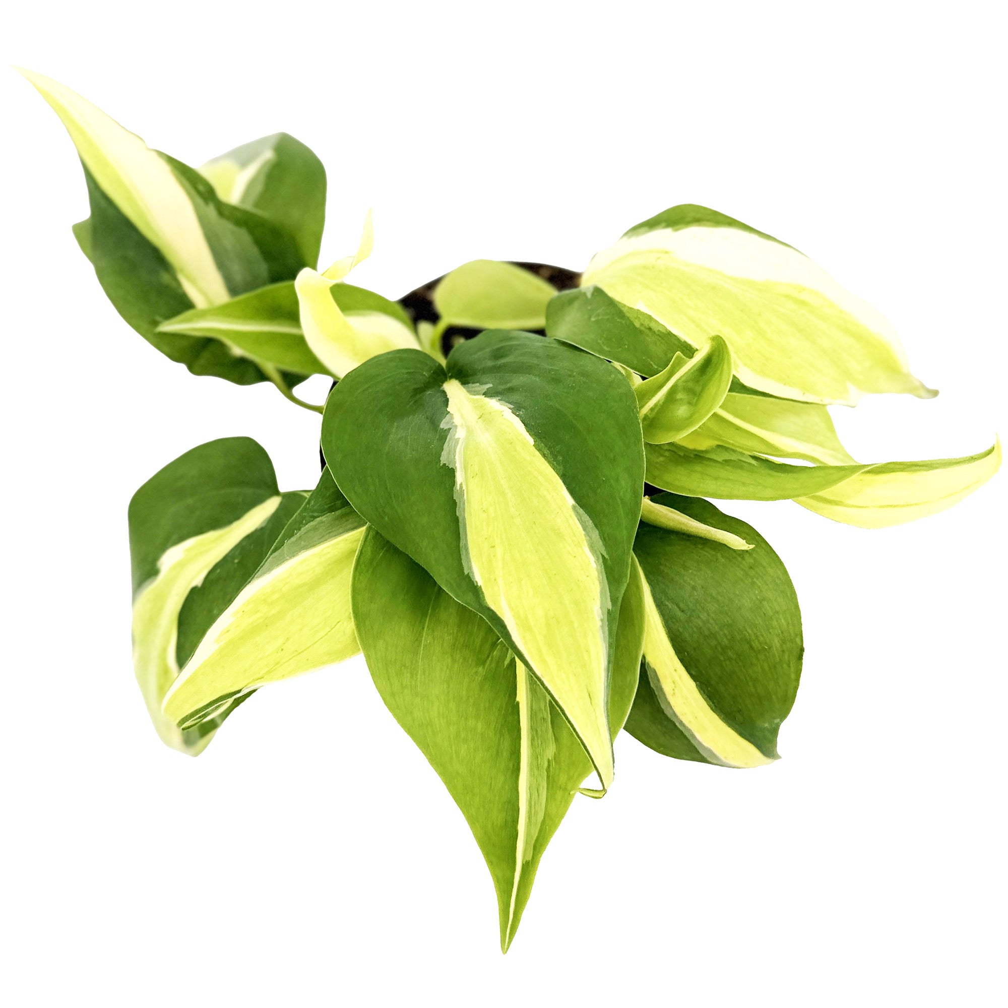 Philodendron 'Silver Stripe'
