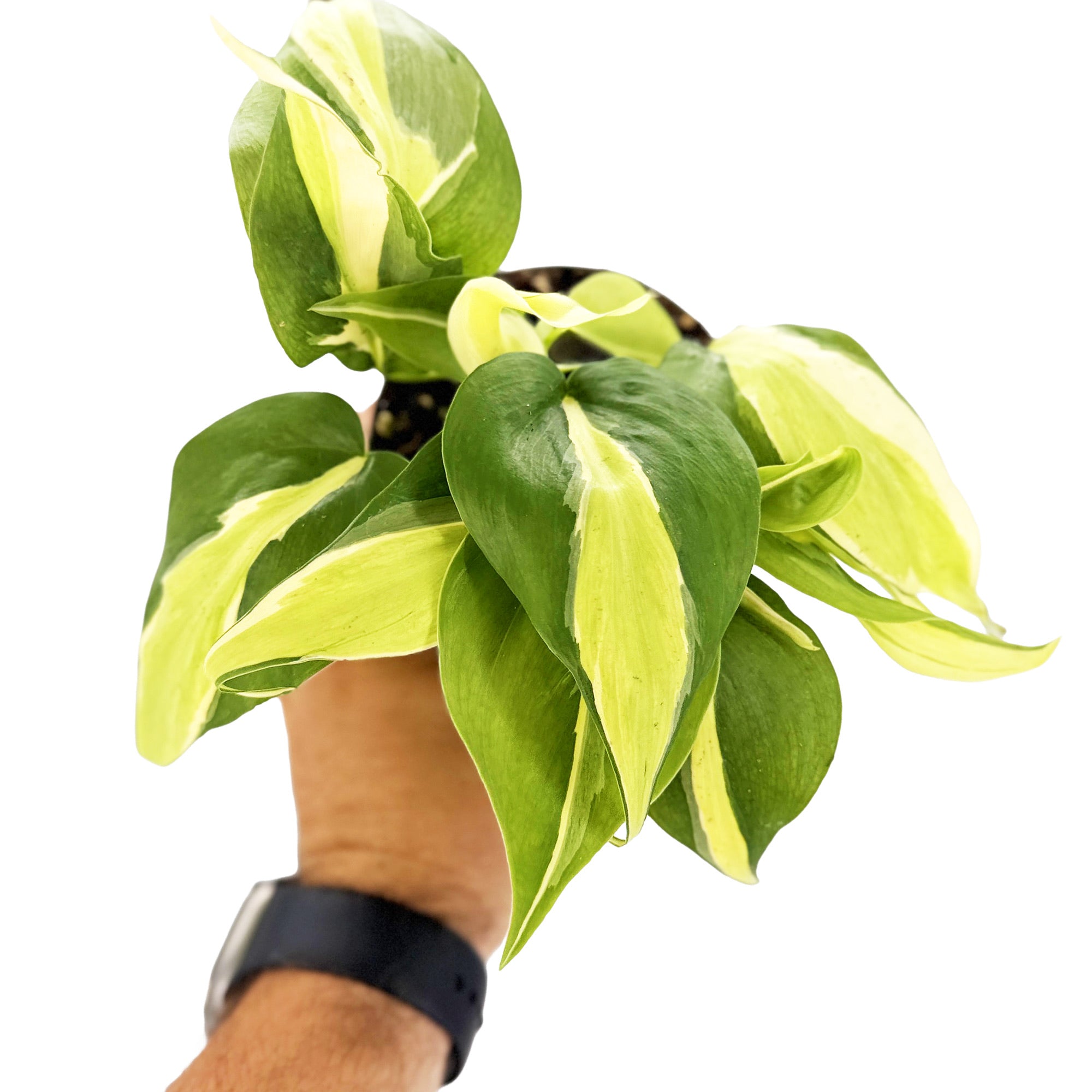 Philodendron 'Silver Stripe'
