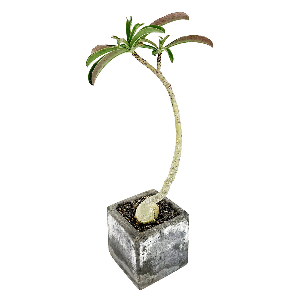 Living Art Adenium swazicum 'Swazi Desert Rose'