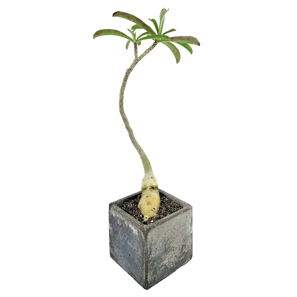 Living Art Adenium swazicum 'Swazi Desert Rose'
