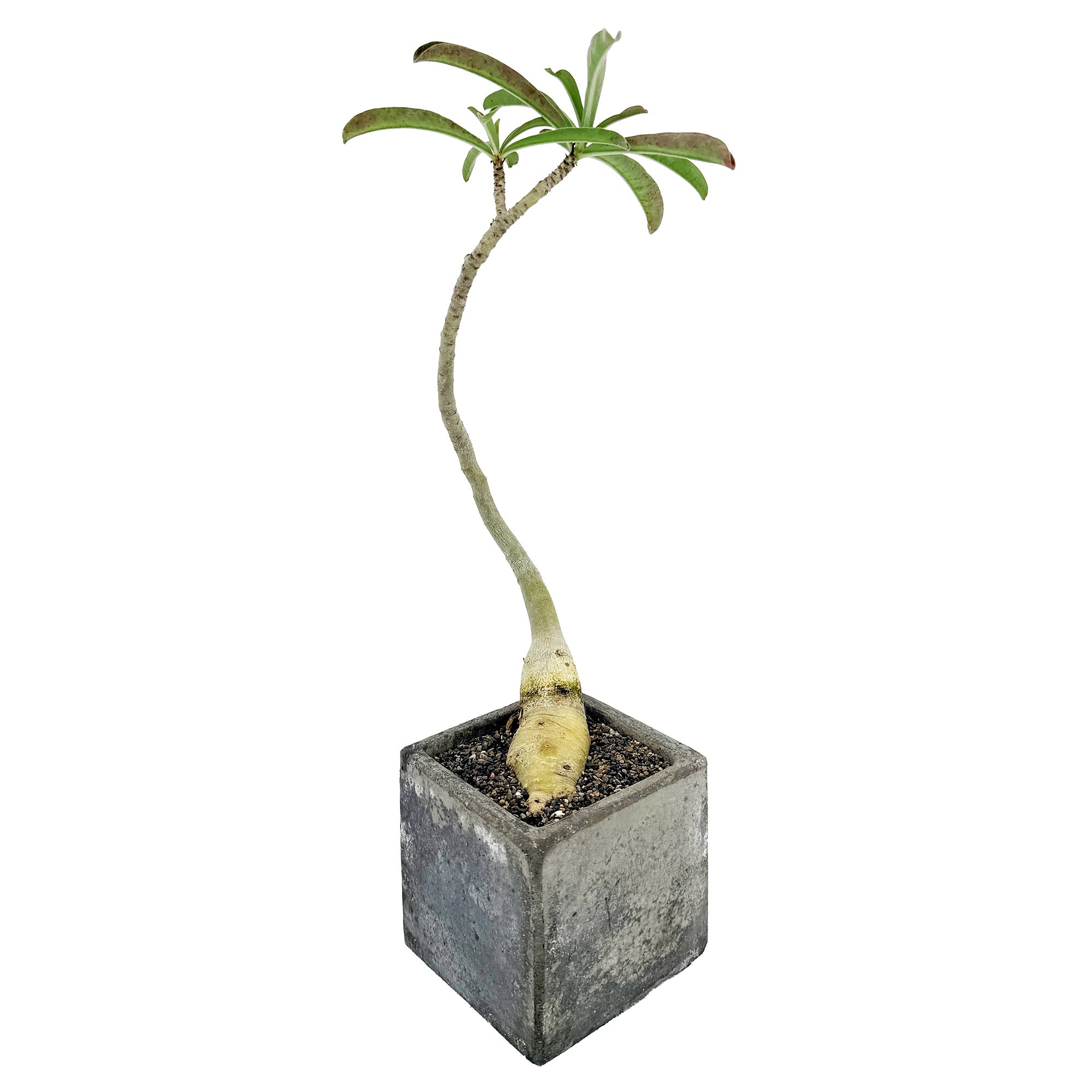 Living Art Adenium swazicum 'Swazi Desert Rose'