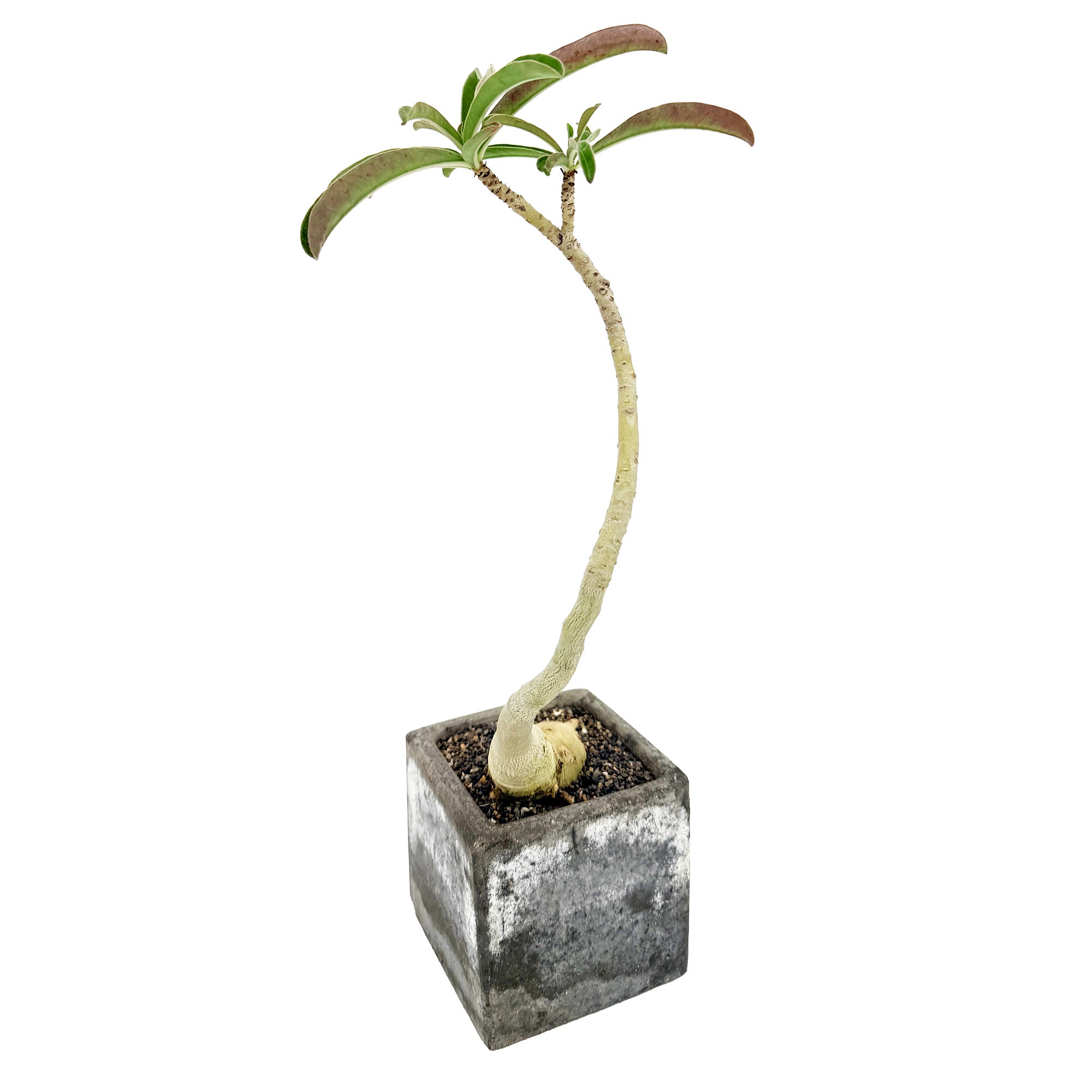 Living Art Adenium swazicum 'Swazi Desert Rose'