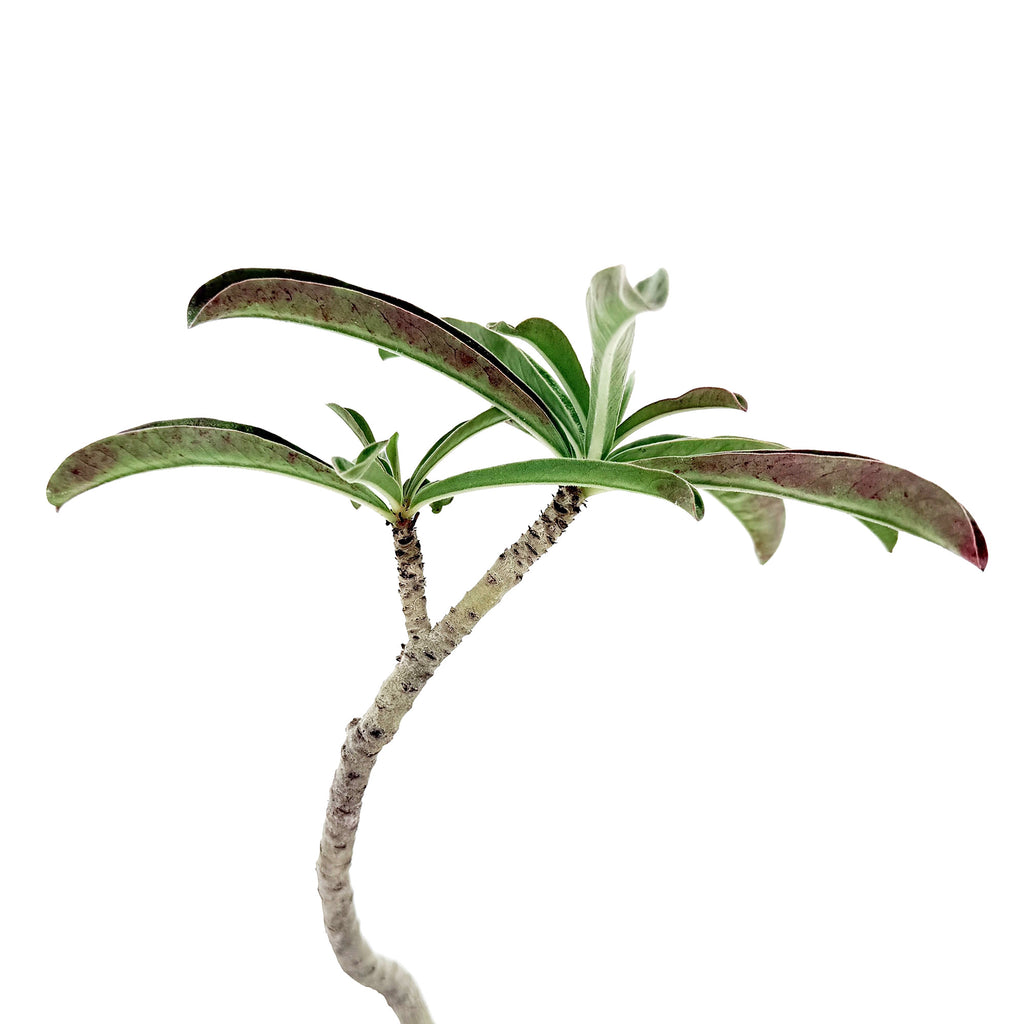 Living Art Adenium swazicum 'Swazi Desert Rose'