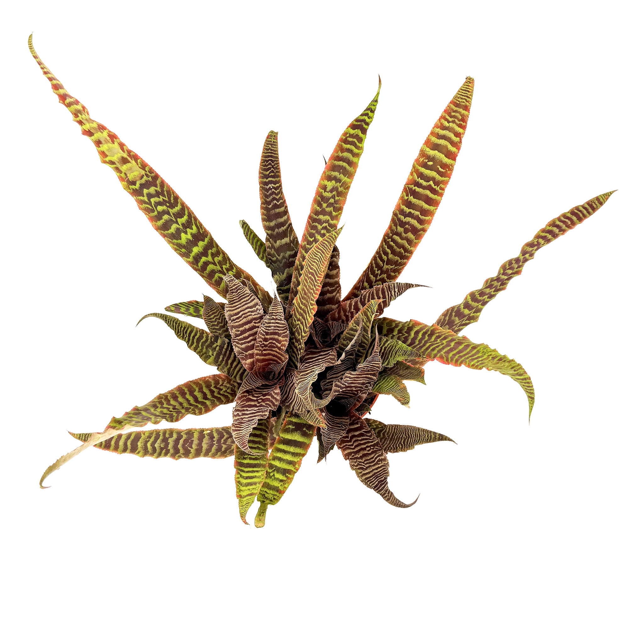 Cryptanthus fosterianus 'Earth Star Elaine'