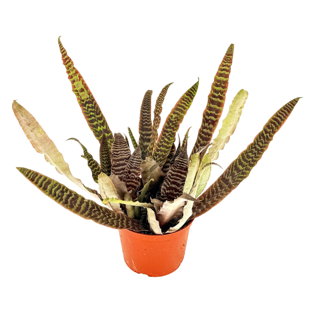 Cryptanthus fosterianus 'Earth Star Elaine'