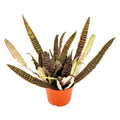 Cryptanthus fosterianus 'Earth Star Elaine'