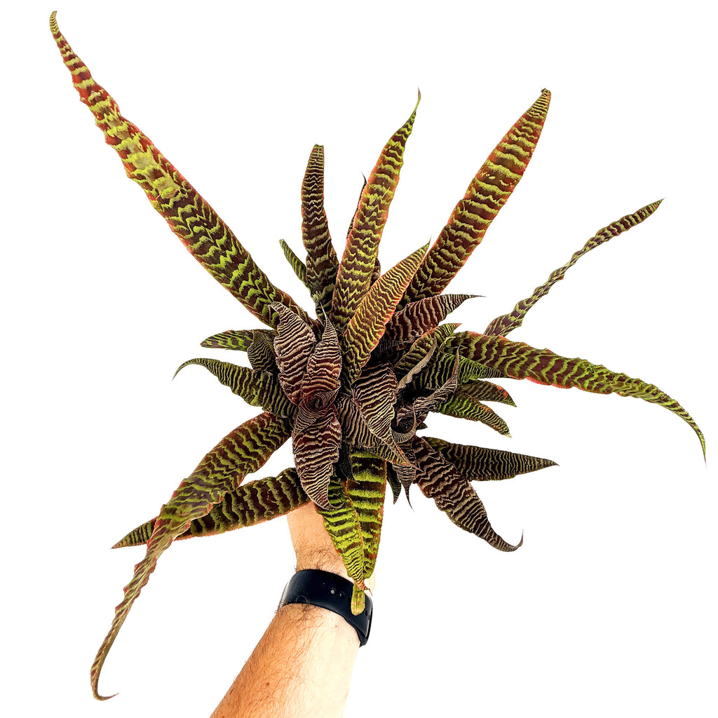 Cryptanthus fosterianus 'Earth Star Elaine'
