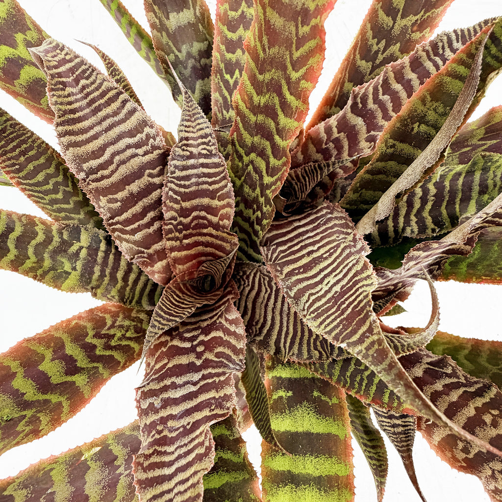 Cryptanthus fosterianus 'Earth Star Elaine'