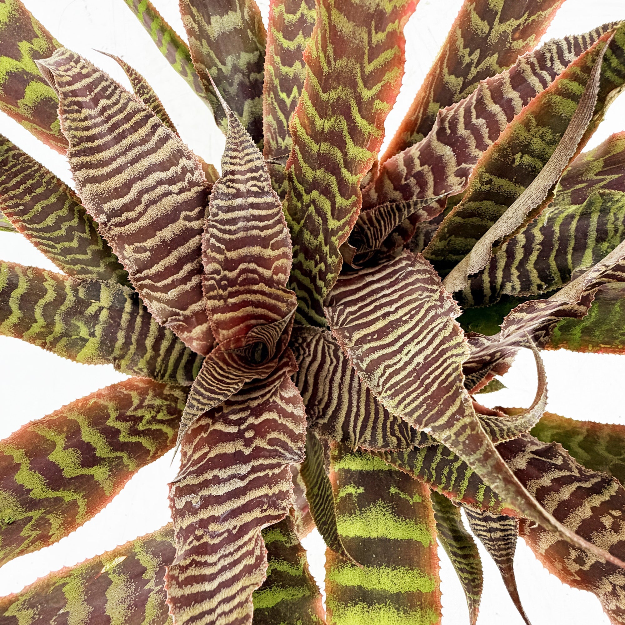Cryptanthus fosterianus 'Earth Star Elaine'