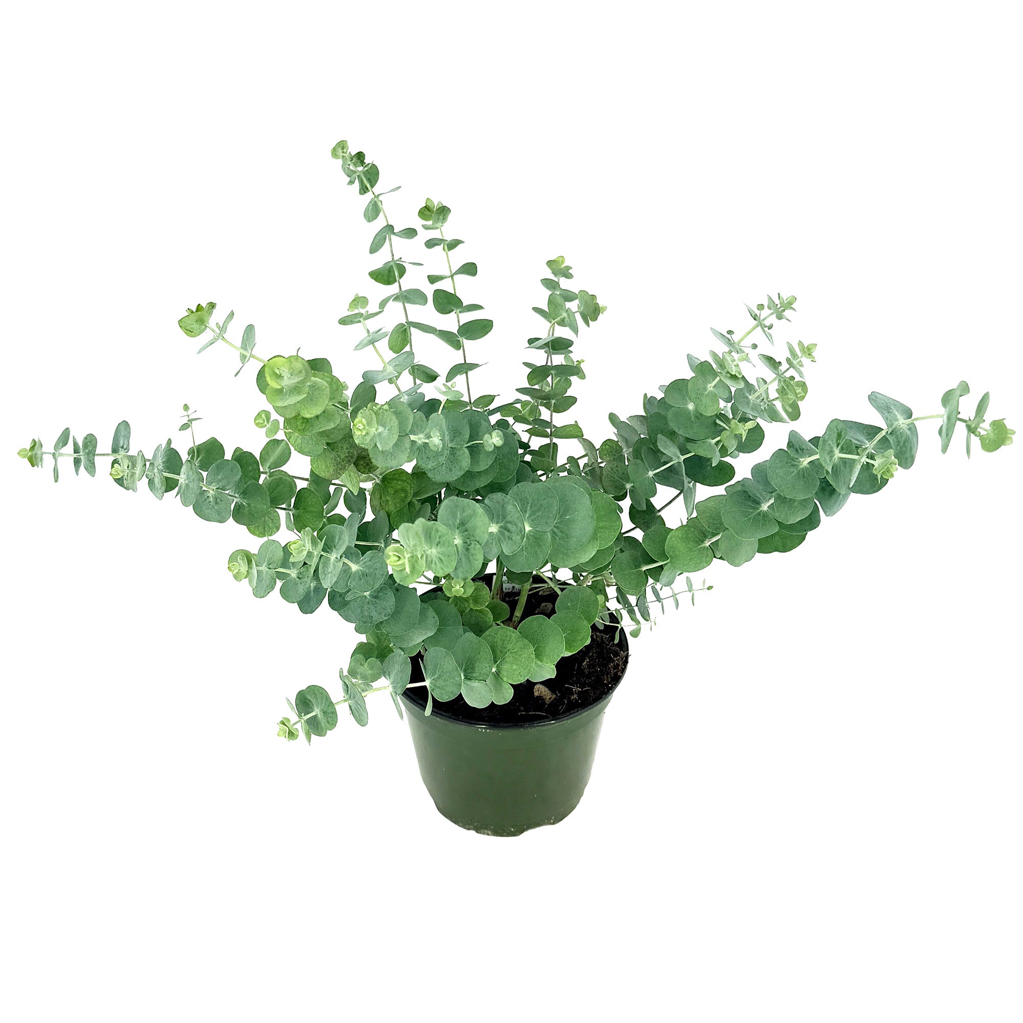 Eucalyptus cinerea 'Silver Dollar'
