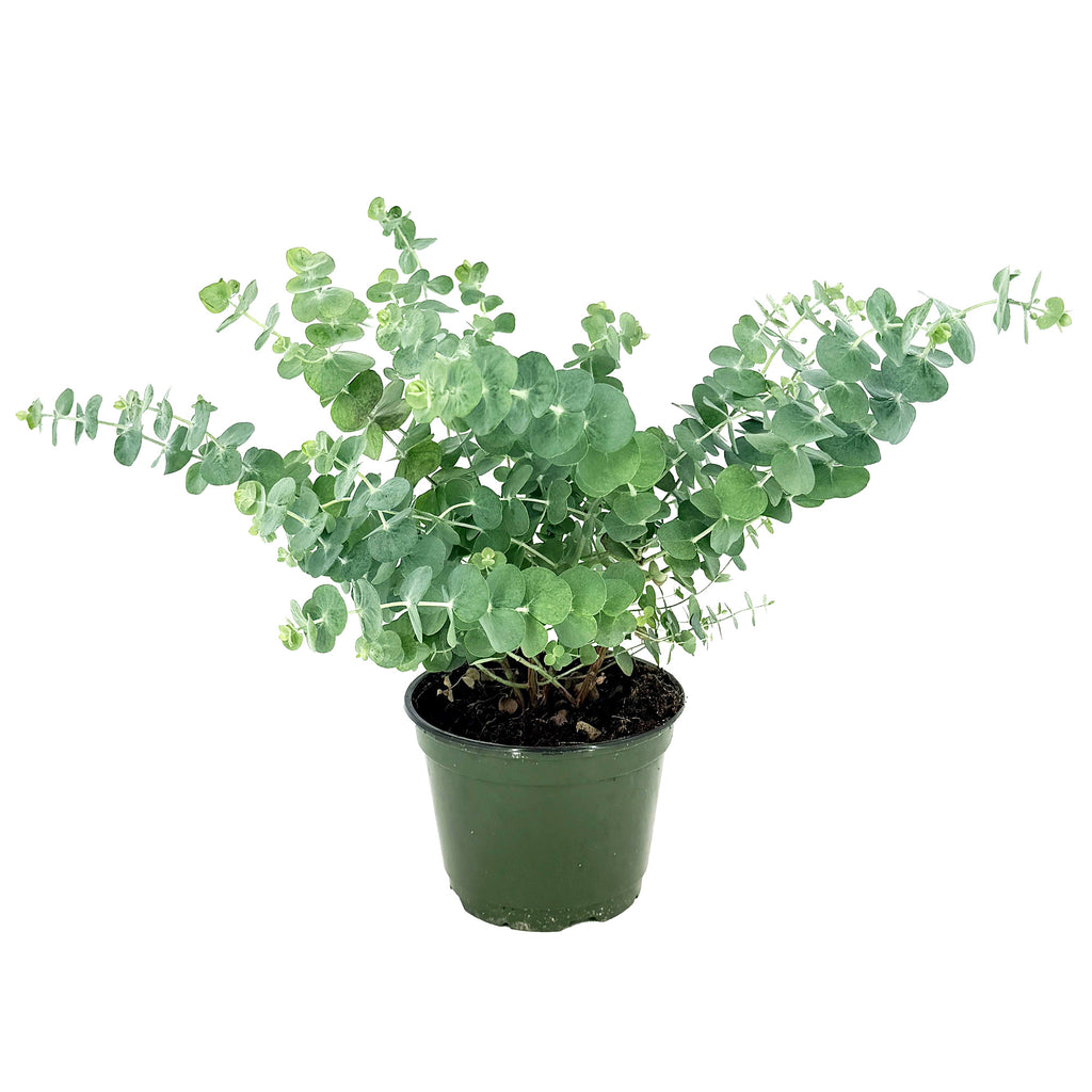 Eucalyptus cinerea 'Silver Dollar'