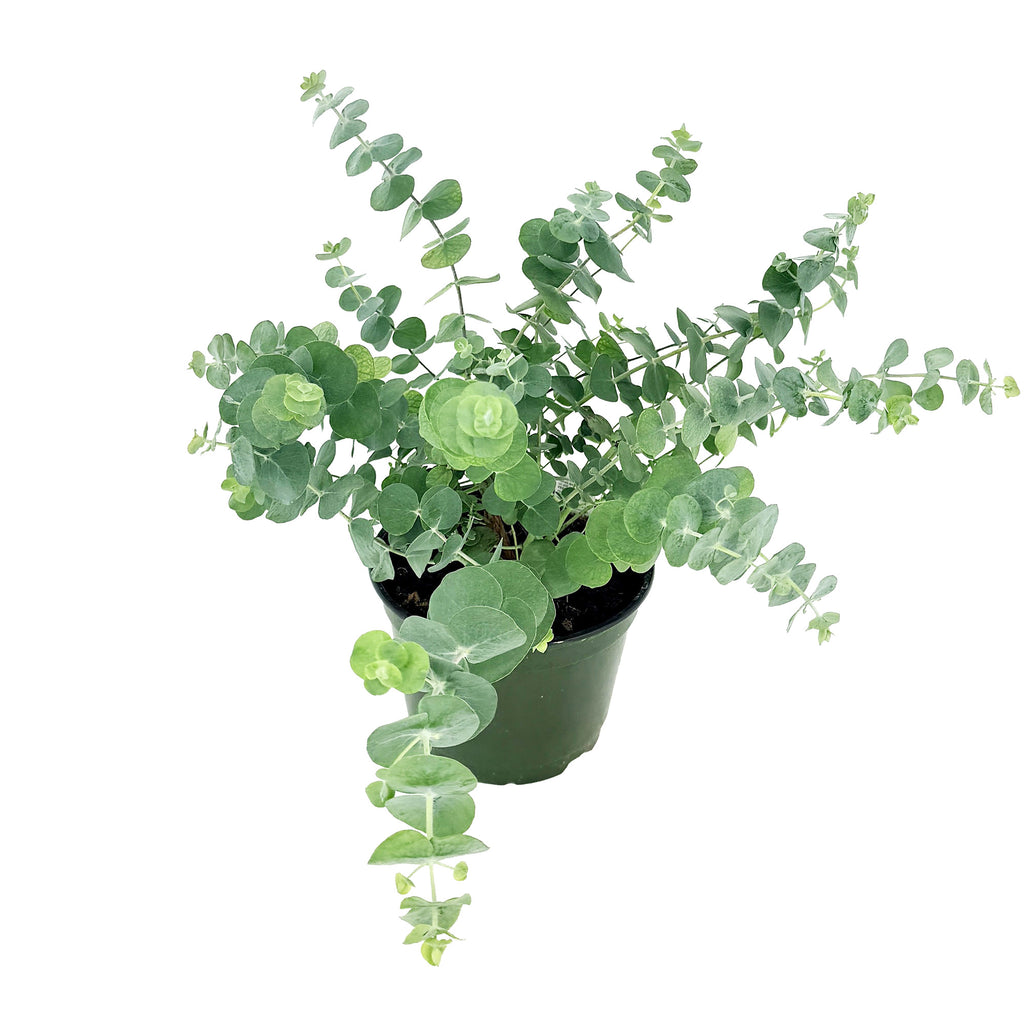 Eucalyptus cinerea 'Silver Dollar'