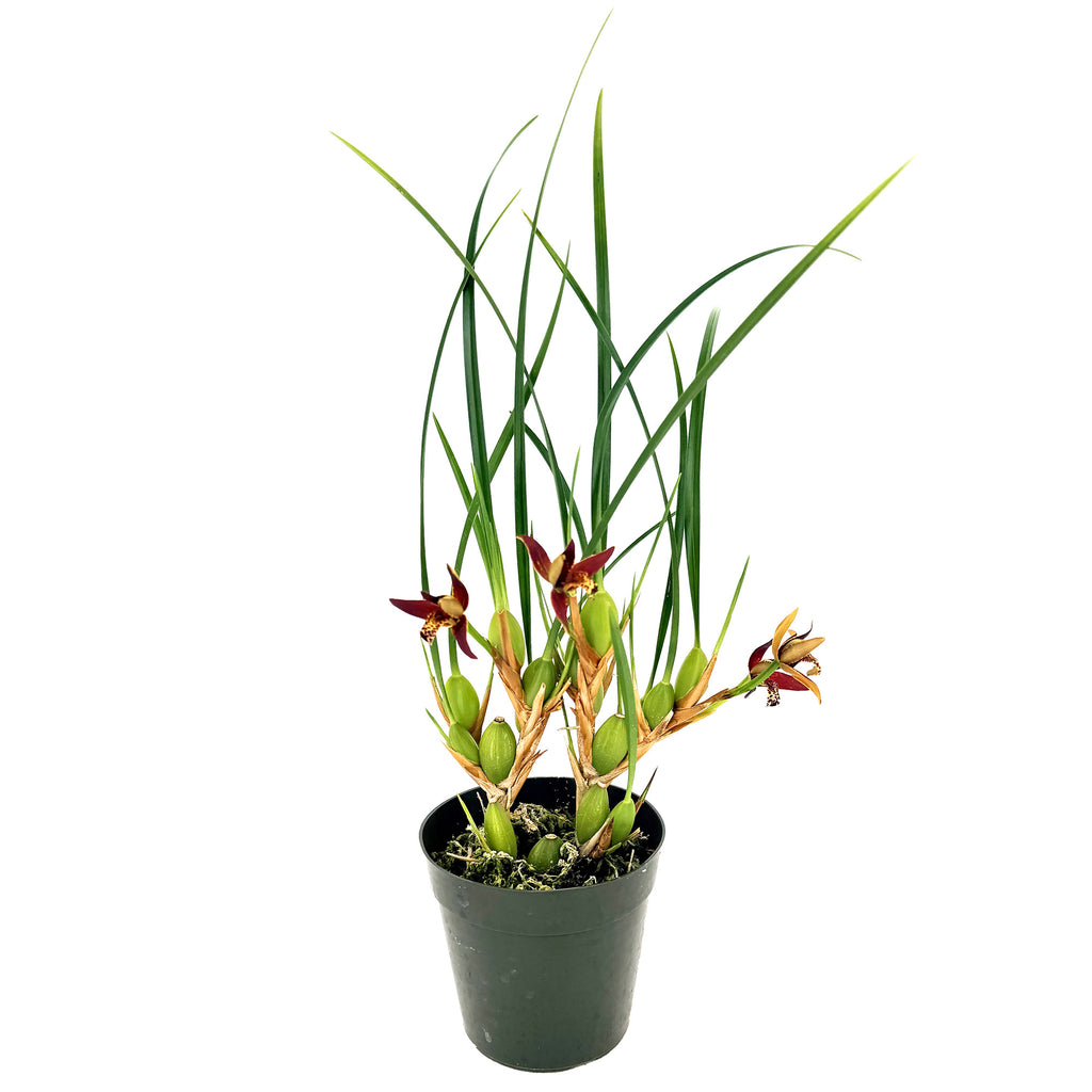 Maxillaria tenuifolia 'Coconut Orchid'