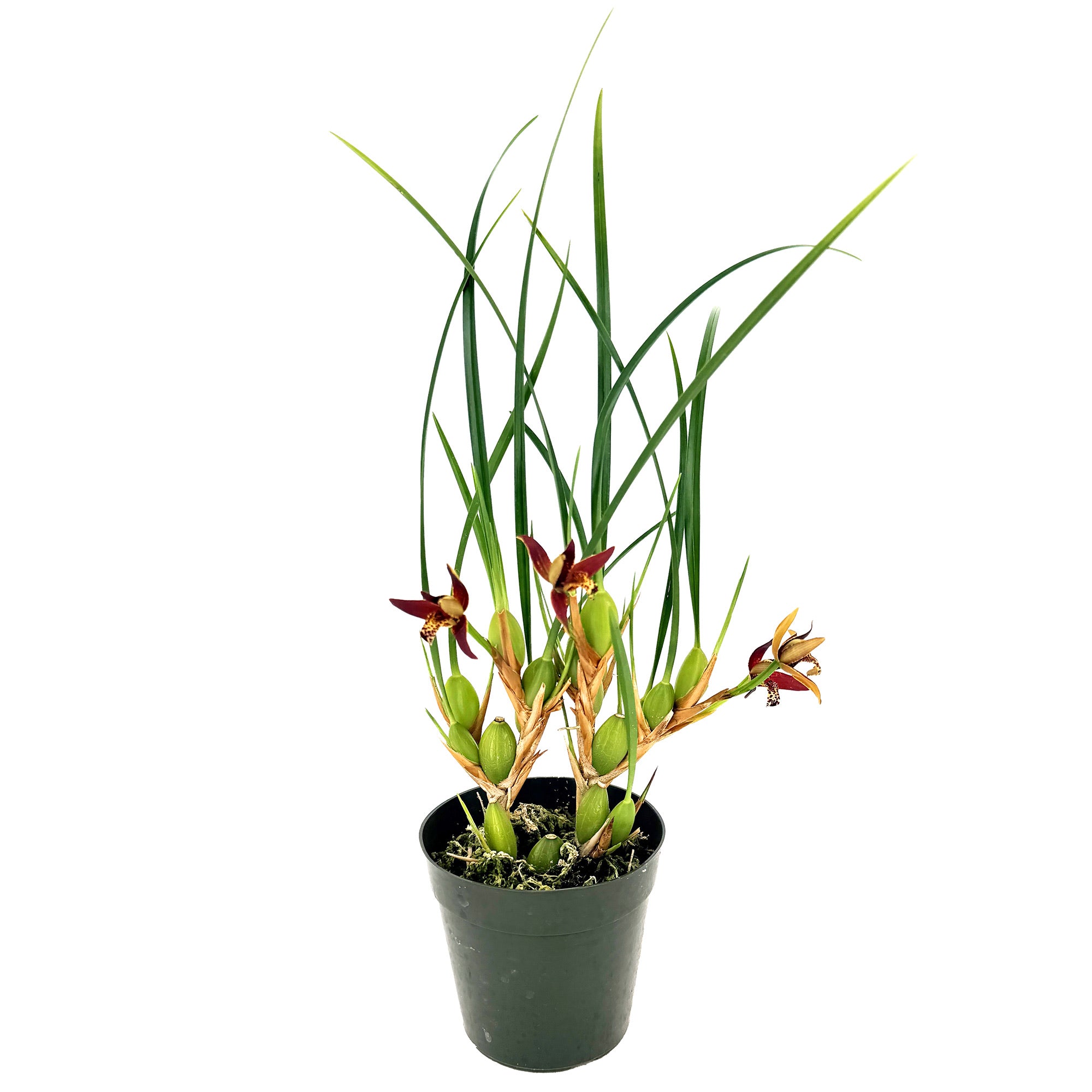 Maxillaria tenuifolia 'Coconut Orchid'