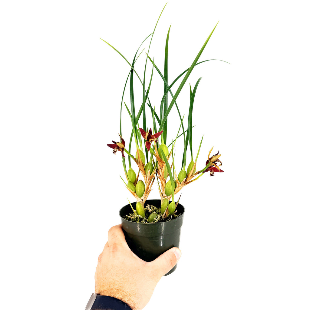 Maxillaria tenuifolia 'Coconut Orchid'