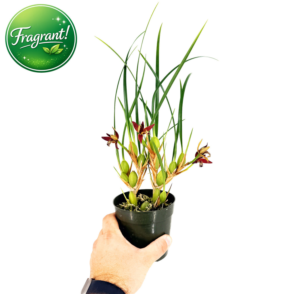 Maxillaria tenuifolia 'Coconut Orchid'
