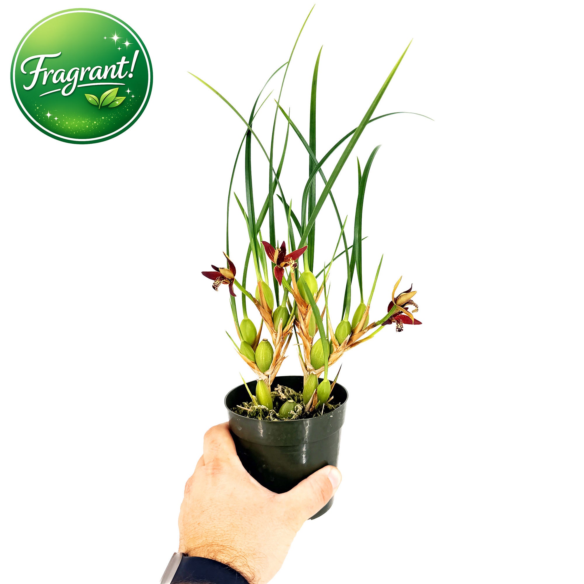 Maxillaria tenuifolia 'Coconut Orchid'