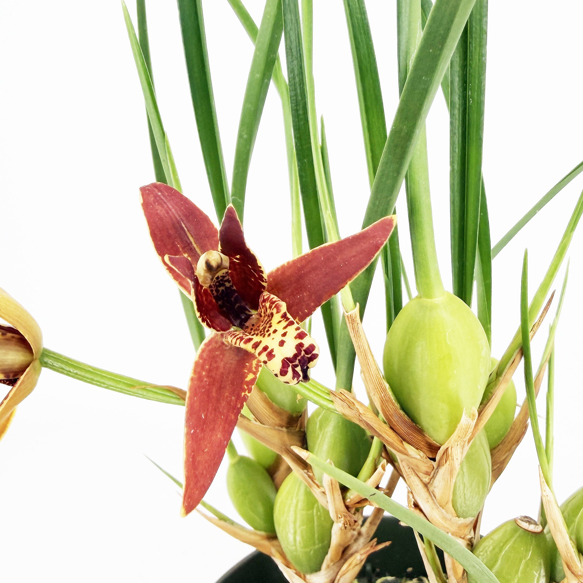 Maxillaria tenuifolia 'Coconut Orchid'
