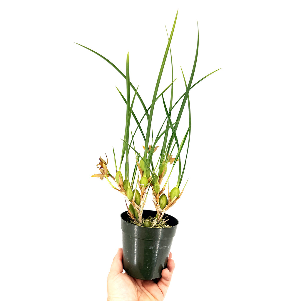 Maxillaria tenuifolia 'Coconut Orchid'