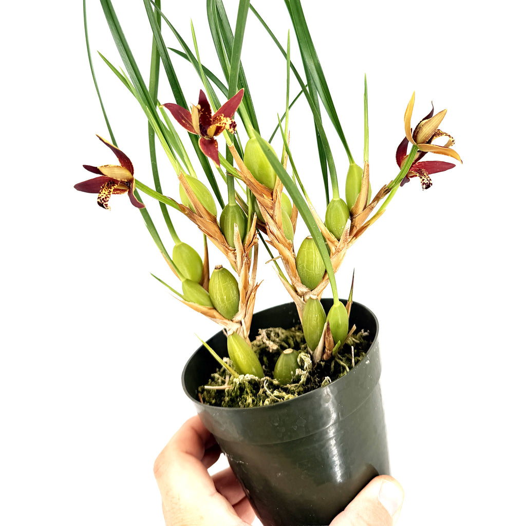 Maxillaria tenuifolia 'Coconut Orchid'
