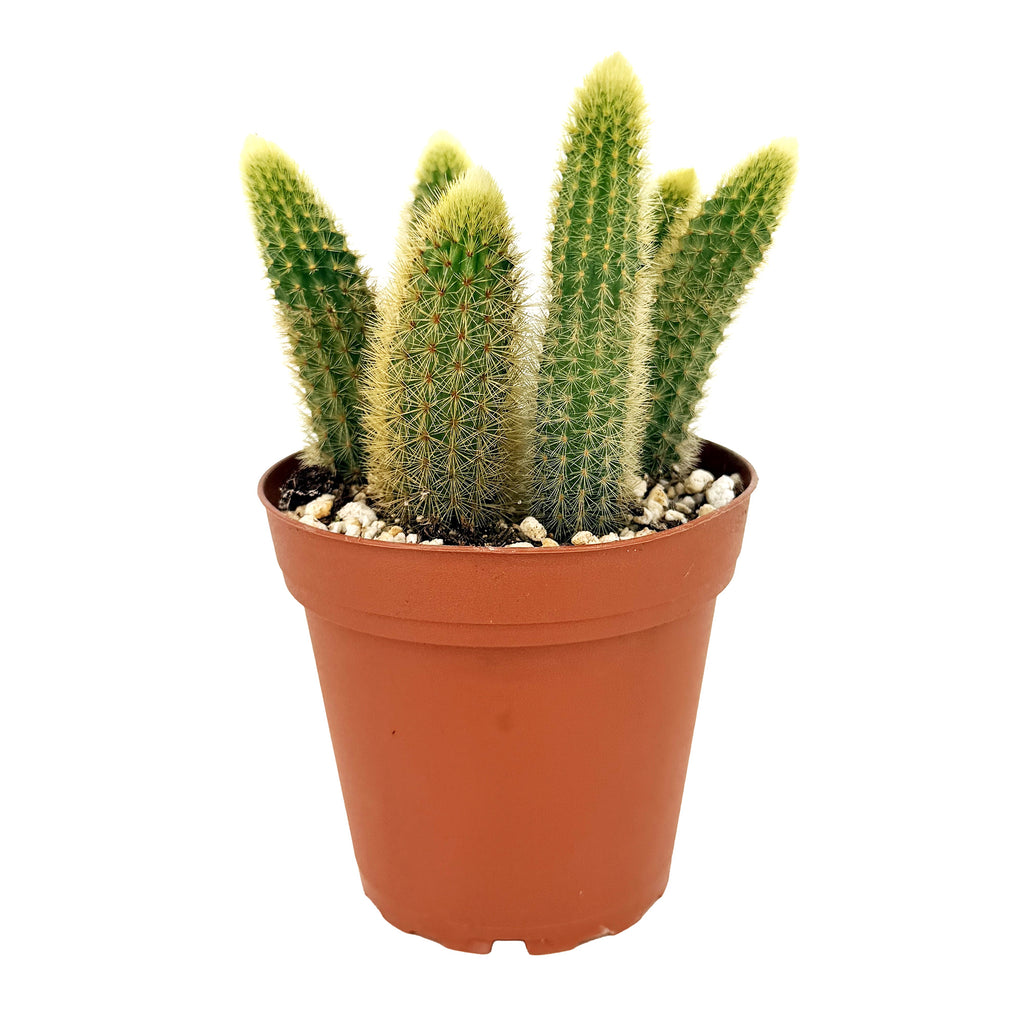 Cleistocactus winteri 'Golden Rat Tail Cactus'